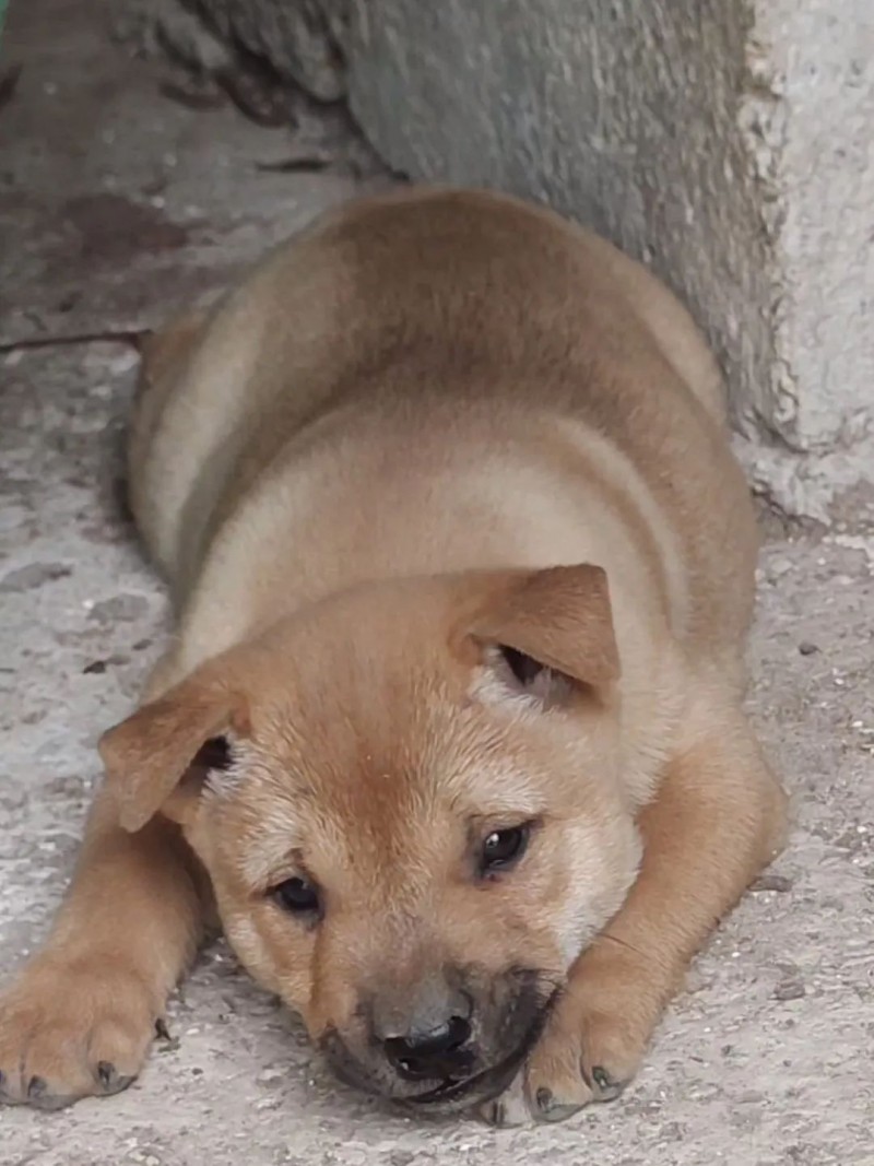 (散文) 父亲的小黄狗